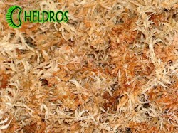 SPHAGNUM MOSS - high quality - 2 litres