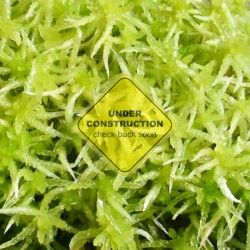VFT DIONAEA B52 - gigantic form