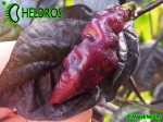 PINK TIGER chili - cross of Bhut Jolokia and Pimenta da Neyde