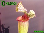 MK H40 Sarracenia x Victoria Morley. SMo, Attractive pink topped cultivar.