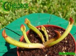 Heliamphora midoxa.