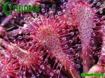Drosera rosiczka spatulata Hong Kong var loureirii