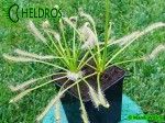 Rosiczka-Drosera-Capensis-Alba-Albino