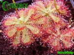 DROSERA Sp. PRETTY ROSETTE ROSICZKA Sp. PRETTY ROSETTE