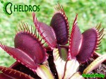 Dionaea Muscipula muchołówka PINK VENUS