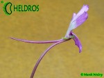 Pinguicula Rectifolia
