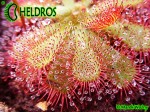 DROSERA Sp. PRETTY ROSETTE ROSICZKA Sp. PRETTY ROSETTE