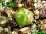 Tłustosz Pinguicula Parvifolia - bulwa/cebulka przetrwalnikowa