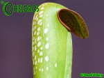 MK M8 Sarracenia Minor var. okefenokeensis Clone from Lois Glass