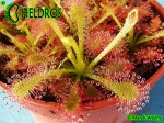 ROSICZKA OBLANCEOLATA / DROSERA OBLANCEOLATA