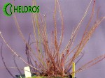 Rosiczka Drosera Filiformis RED