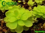 Pinguicula spec. Ciudad Victoria Lautner, 90-14