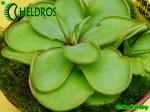Tłustosz Pinguicula EMARGINATA