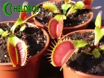 Dionaea Muscipula Muchołówka BIG MOUTH