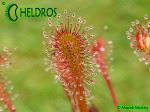Drosera NIDIFORMIS