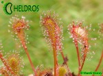 Drosera NIDIFORMIS