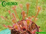 Drosera NIDIFORMIS