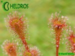 Drosera NIDIFORMIS