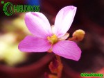 Drosera NIDIFORMIS