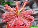 Rosiczka Drosera spatulata 'Tamlin'