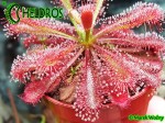 Rosiczka Drosera spatulata 'Tamlin'