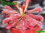 Rosiczka Drosera spatulata 'Tamlin'