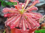 Rosiczka Drosera spatulata 'Tamlin'