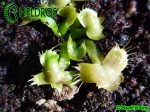 Dionaea SPIDERMAN