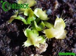 Dionaea SPIDERMAN