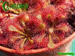 Drosera TOKAIENSIS