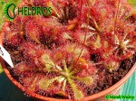 Drosera TOKAIENSIS