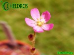 Drosera TOKAIENSIS