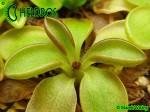 Pinguicula CRASSIFOLIA