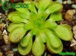 Pinguicula CRASSIFOLIA