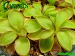 Pinguicula CRASSIFOLIA