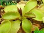 Pinguicula CRASSIFOLIA