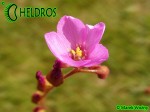 Rosiczka drosera communis var. breviscarpa﻿ (Mineiros, Goiás state, Brazil)