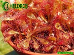 Rosiczka drosera communis var. breviscarpa﻿ (Mineiros, Goiás state, Brazil)