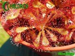 Rosiczka drosera communis var. breviscarpa﻿ (Mineiros, Goiás state, Brazil)