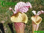 MK H89 Sarracenia x moorei ‘Elizabeth’ , Norman Parker