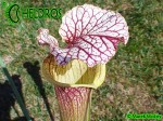 MK H89 Sarracenia x moorei ‘Elizabeth’ , Norman Parker
