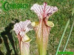 MK H89 Sarracenia x moorei ‘Elizabeth’ , Norman Parker