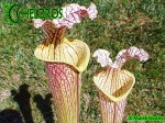 MK H89 Sarracenia x moorei ‘Elizabeth’ , Norman Parker