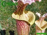 MK H89 Sarracenia x moorei ‘Elizabeth’ , Norman Parker