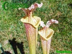 MK H89 Sarracenia x moorei ‘Elizabeth’ , Norman Parker
