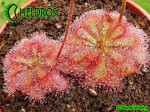DROSERA Sp. PRETTY ROSETTE ROSICZKA Sp. PRETTY ROSETTE