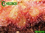 DROSERA Sp. PRETTY ROSETTE ROSICZKA Sp. PRETTY ROSETTE