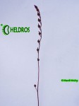 DROSERA Sp. PRETTY ROSETTE ROSICZKA Sp. PRETTY ROSETTE