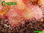 DROSERA Sp. PRETTY ROSETTE ROSICZKA Sp. PRETTY ROSETTE