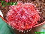 Drosera burmannii - Humpty Doo, North Territory,  Australia